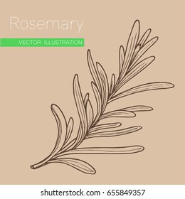 Rosemary hand drawn sketch. Vector illustration for label, icon. Organic rosemary product flavor ingredient. Culinary spice herb for cooking, food, medical, gardening design.