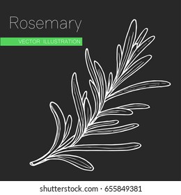 Rosemary hand drawn sketch. Vector illustration for label, icon. Organic rosemary product flavor ingredient. Culinary spice herb for cooking, food, medical, gardening design.