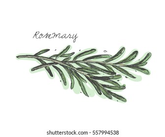 Rosemary hand drawn vector
