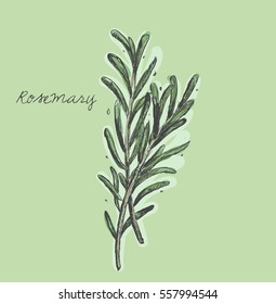 Rosemary hand drawn vector