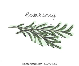 Rosemary hand drawn vector