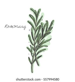Rosemary hand drawn vector