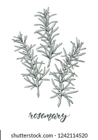 Rosemary. Hand drawn vector illustration.