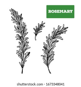 Rosemary hand drawn vector illustration. Isolated sketch of Rosemary. Engraved illustration. Rosemary spice. Black and white.