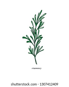 Rosemary hand drawn vector image