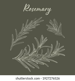 Rosemary hand-drawn illustrations on dark green background