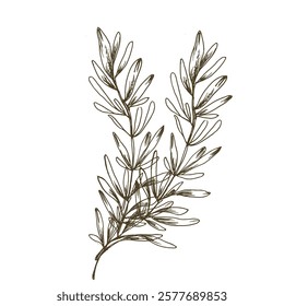 Rosemary herb branches ink vector illustration. Hand drawn spice graphics bouquet, condiment painting for menu, product packing, vegan label,logo design