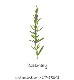 Rosemary herb cartoon vector illustration.