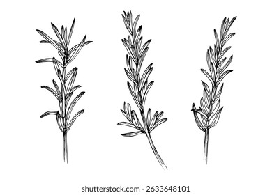 Rosemary herb engraved drawing set. Natural outline sketch in botanical style for cooking, spa, medicinal tea, and garden beauty. Hand-drawn vector floral clipart