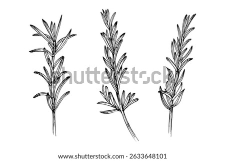 Rosemary herb engraved drawing set. Natural outline sketch in botanical style for cooking, spa, medicinal tea, and garden beauty. Hand-drawn vector floral clipart