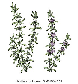 Rosemary herb flower graphic color isolated illustration vector