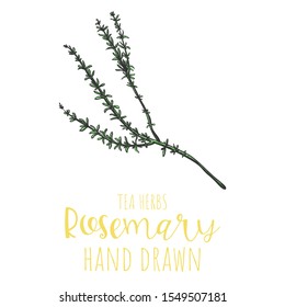 Rosemary herb hand drawn vector illustration, isolated herbal tea sketch.