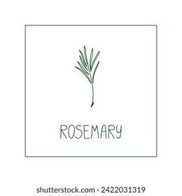 Rosmarin Kräuterhandgezeichnet Vektorgrafik. Gesunde natürliche Pflanzen, Kochen, Aromatherapie, Garten, Medizin. Skizze-Blumendoodell