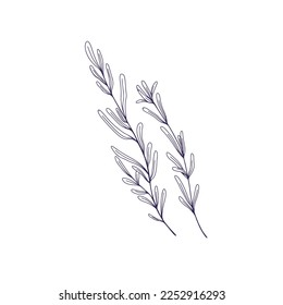 Hierba de Rosemary, dibujo delineado. Ramas de plantas de hojas. Hojas de hierbas, condimento de procedencia, condimento. Especias aromáticas. Ilustración vectorial grabada a mano aislada en fondo blanco