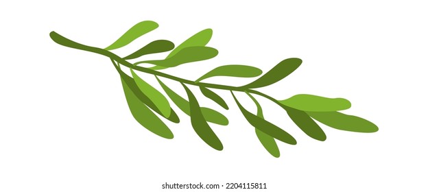 Rosemary Herb Spice. Vector illustration