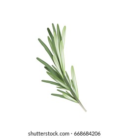 Rosemary herb spice. Vector illustration of a rosemary