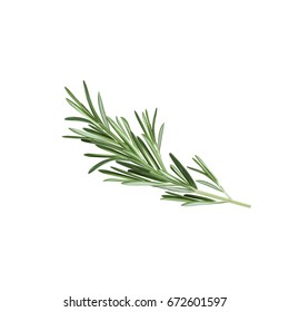 Rosemary herb. Spice rosemary. Vector illustration of rosemary