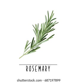 Rosemary herb and spice vector illustration. Rosemary branch