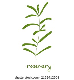 Rosemary. Herbs for cooking. Vector drawing of rosemary.