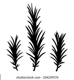 Rosemary herbs isolated on white