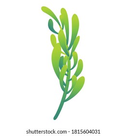 Icono de Rosemary. Dibujo del icono del vector romero para el diseño web aislado en fondo blanco