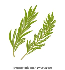 Rosemary icon isolated on white background. Vector illustration