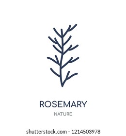 Rosemary icon. Rosemary linear symbol design from Nature collection. Simple outline element vector illustration on white background.