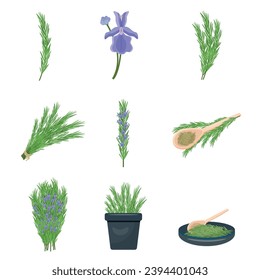 Rosemary icons set cartoon vector. Herb spices branch. Leaf aroma harvest