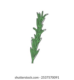 Ilustração de Rosemary. Doodle Herb, Especiaria Culinária, Condimento para refeição. Vetor	