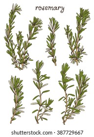 Rosemary illustration, vector herb set with hand drawn rosemary plant