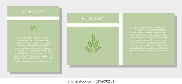 Rosemary. Information banner or tag in two designs. Description and useful properties of rosemary. Template for essential oil, spices. Brochure with empty space for text.