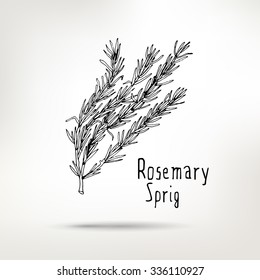 Rosemary ink drawn sprig. Vector healthy food illustration.  Vintage style element for menu design.