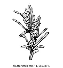 Rosmarin einzeln auf weißem Hintergrund. Rosmarin ist ein würziges Gewürz. Vektorgrafik im Doodle-Stil