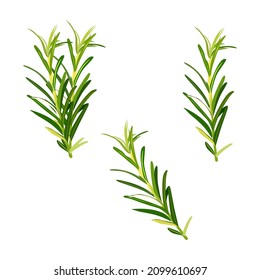Rosemary isolated on white background, vector illustration.