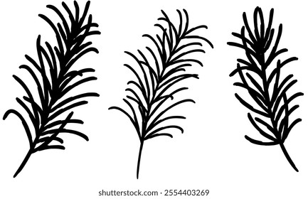 rosemary leaf vector illustration. black line art style.