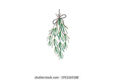 Rosemary Leaf Vector illustration isolated on white background
