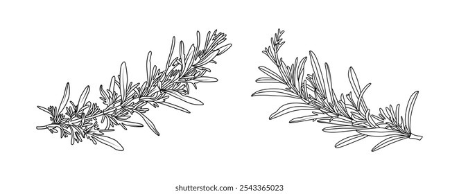 Arreglo de hojas de romero arte de línea sobre fondo blanco. Elemento dibujado a mano de hierbas de romero de silueta para aromático, cosmético, diseño de marco de invitación, Ilustración vectorial