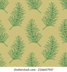 rosemary leaves seamless pattern. hand drawn 