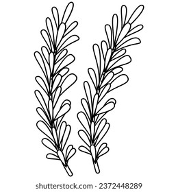 Rosemary line art. Vector element with vegetarian theme. Illustration.