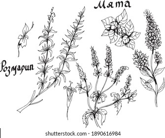 
Rosemary and mint plant. herbs, condiments, spices. Medicinal herbs. Graphic hand-drawn illustration. Print, textile, vector. Separate elements on a white background.