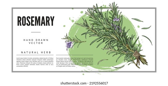 Hierba natural y especias para cocinar, etiqueta de planta de aroma cosmético o plantilla de pancarta con ramas de romero en flor, ilustración de vector dibujada a mano sobre blanco.