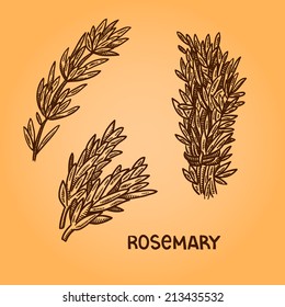 Rosemary. Natural spices. Compilation of vector sketches. Kitchen herbs and spice. Vintage style. Hand drawn.