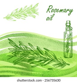 Rosemary oil set. Hand drawn rosemary plant on watercolor background