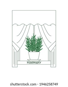 Rosemary on the kitchen window. There is room for text. The plant is colored. Window, curtains, flower pot contour image. There is a name for the plant. Element for design. Vector illustration.