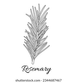 Rosemary on a white background in hand drawn style. Vector stock illustration. isolated. Plant in a box. Spices.