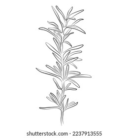 Rosemary one line drawing. Medicinal plant outline drawing on a white background. Herbs art print. 