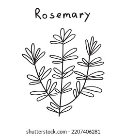 Rosemary. Outline vector illustration on white background.