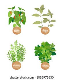 Rosemary parsley, chile sage set of herbs, spice collection with labels and headlines, spicy seasonings vector illustration flavoring isolated on white