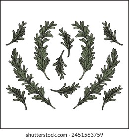 rosemary pattern, sketch flower, black line