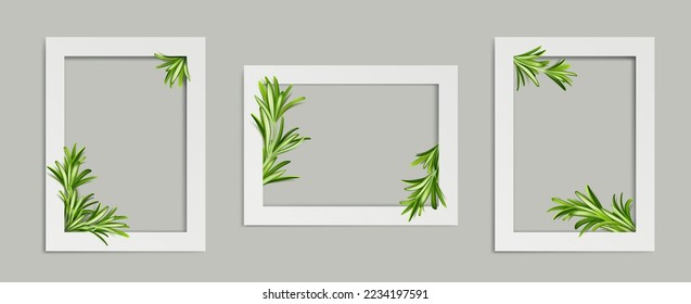 Rosemary photo frames, white rectangular border templates with green stems and leaves of garden plant, blank photoframes isolated on transparent background, Realistic 3d vector illustration